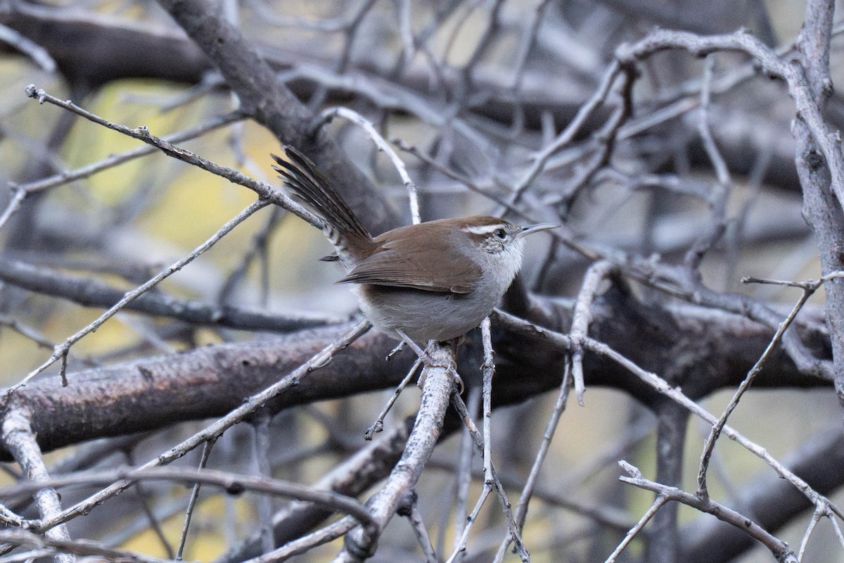 Bewick's Wren - ML645754908