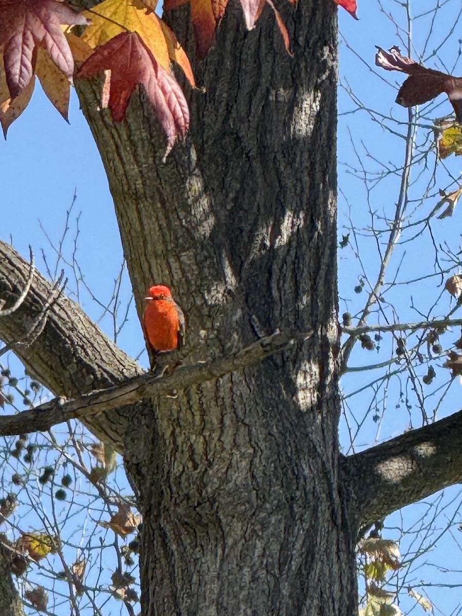 Vermilion Flycatcher - ML645754911