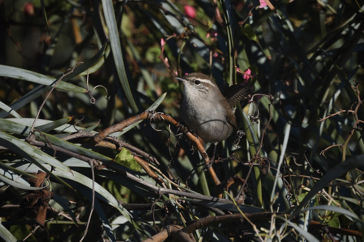 Bewick's Wren - ML645754912