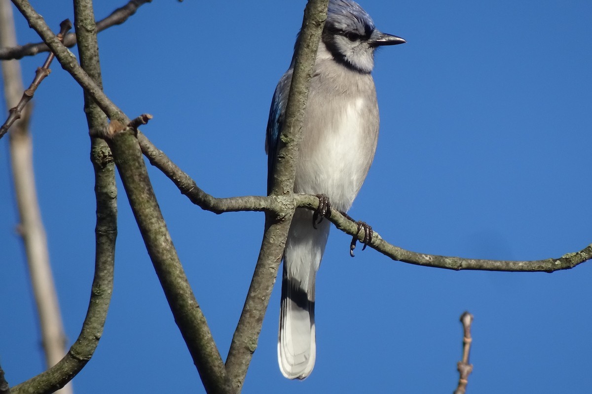 Blue Jay - ML645754919