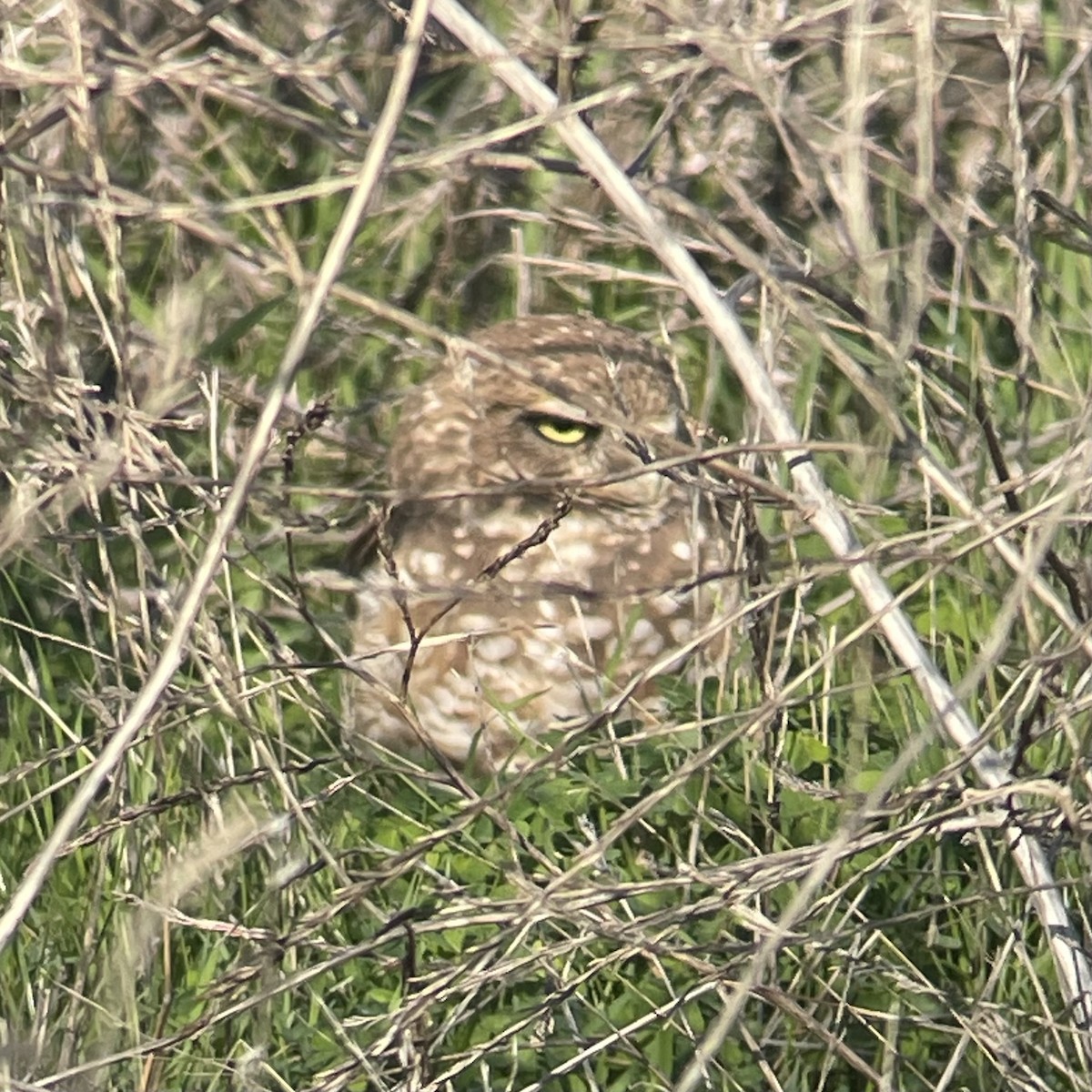 Burrowing Owl - ML645754920
