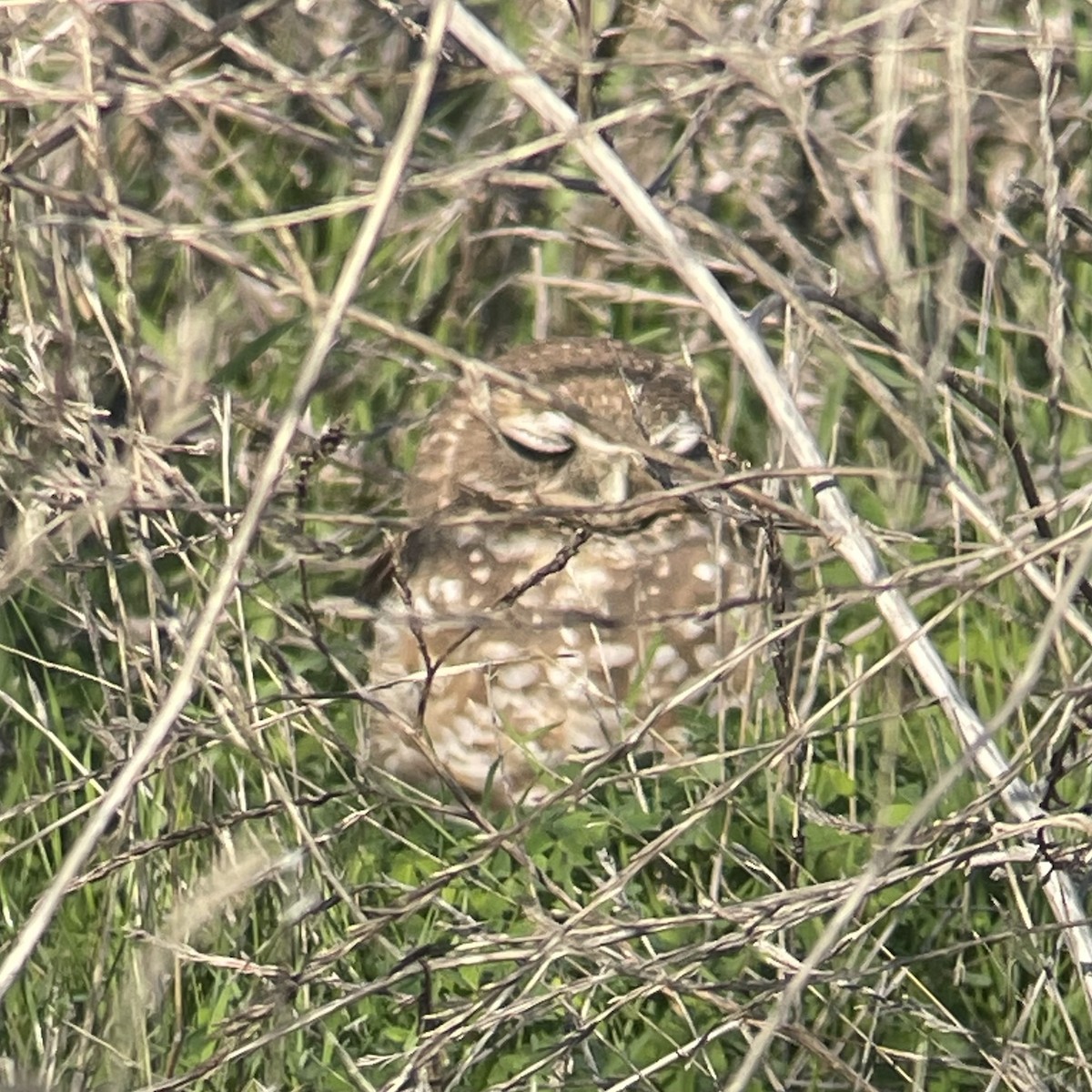 Burrowing Owl - ML645754921