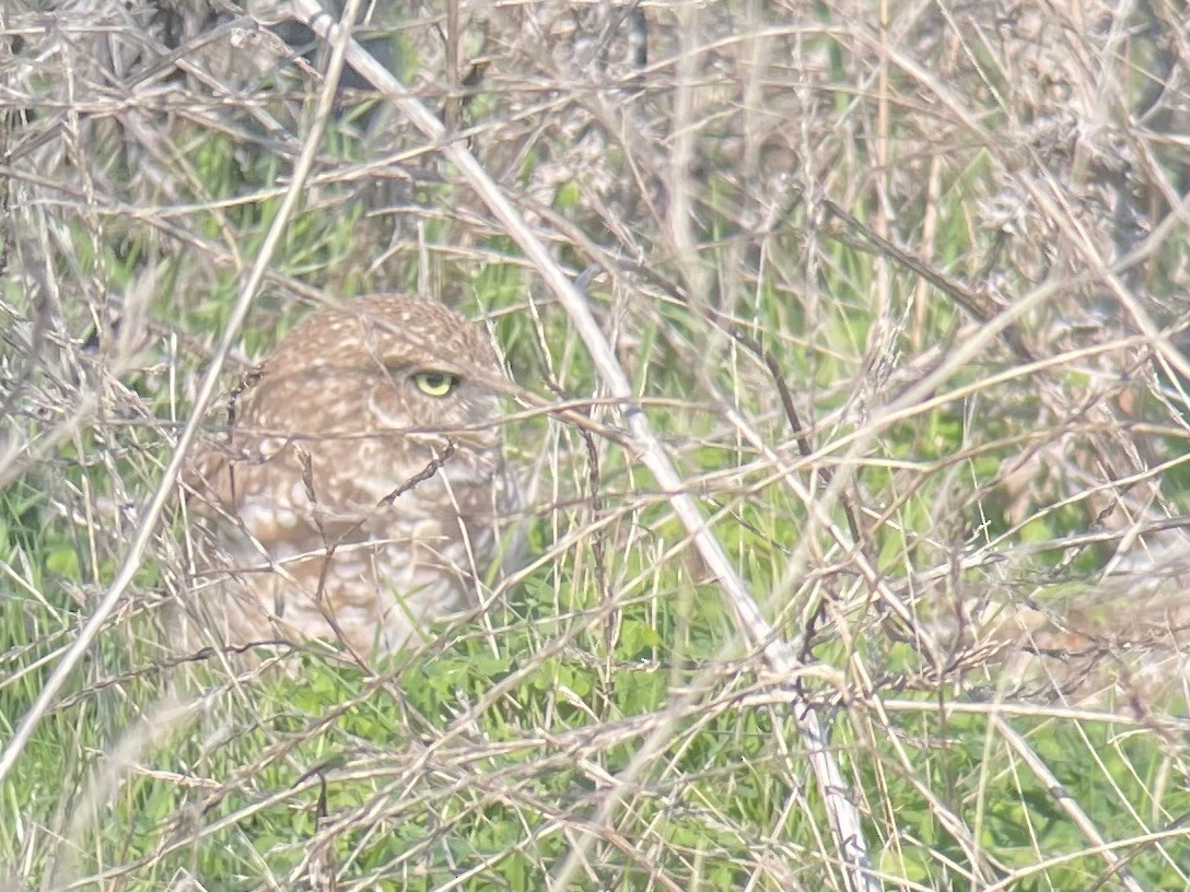 Burrowing Owl - ML645754922
