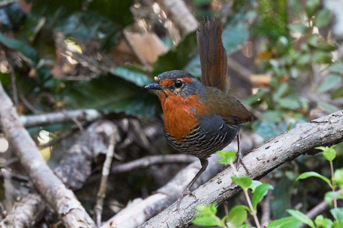 Chucao Tapaculo - ML645754941