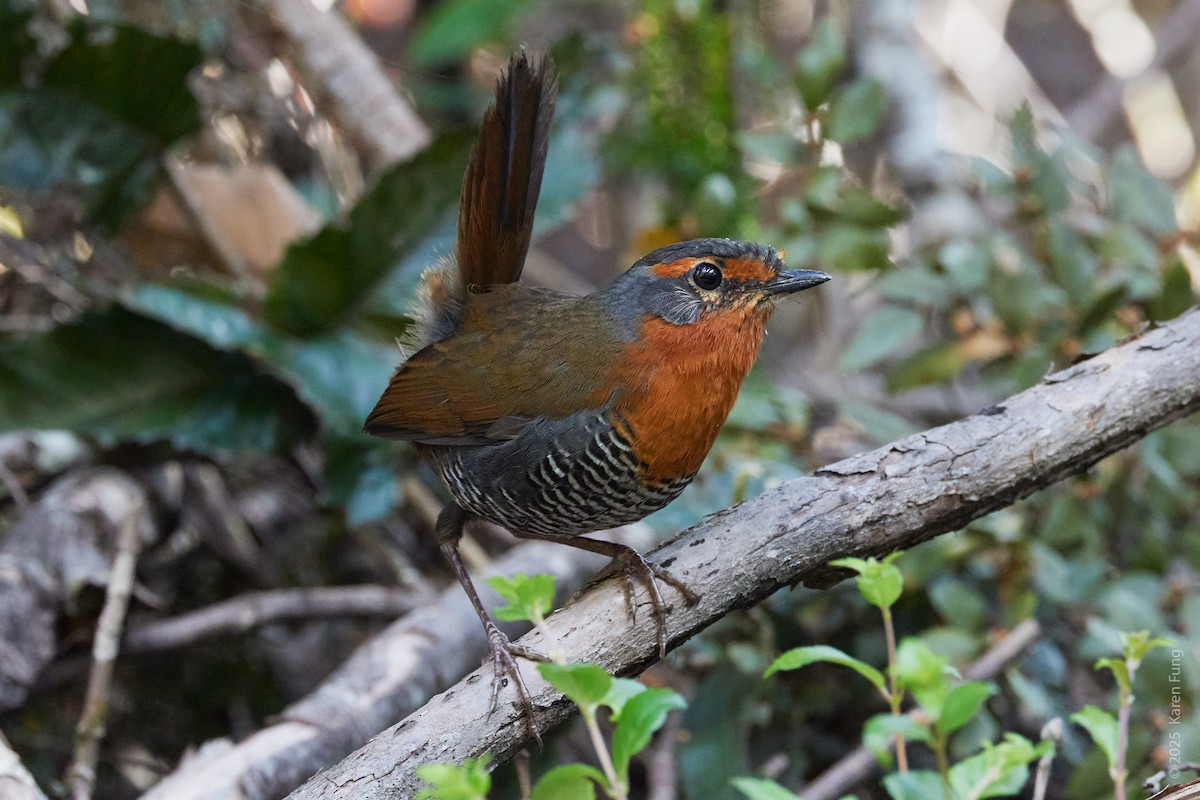 Chucao Tapaculo - ML645754949