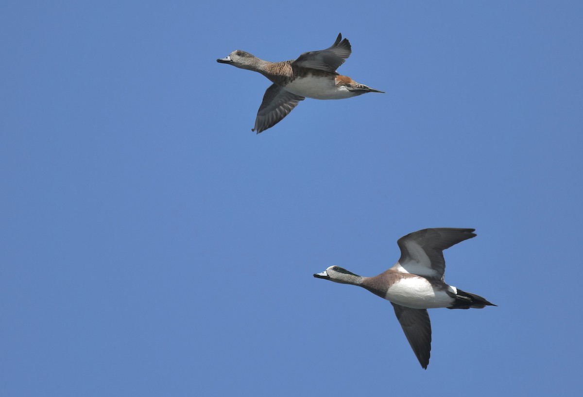 American Wigeon - ML645754954
