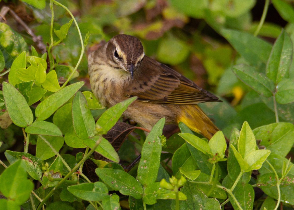 Palm Warbler - ML645754962