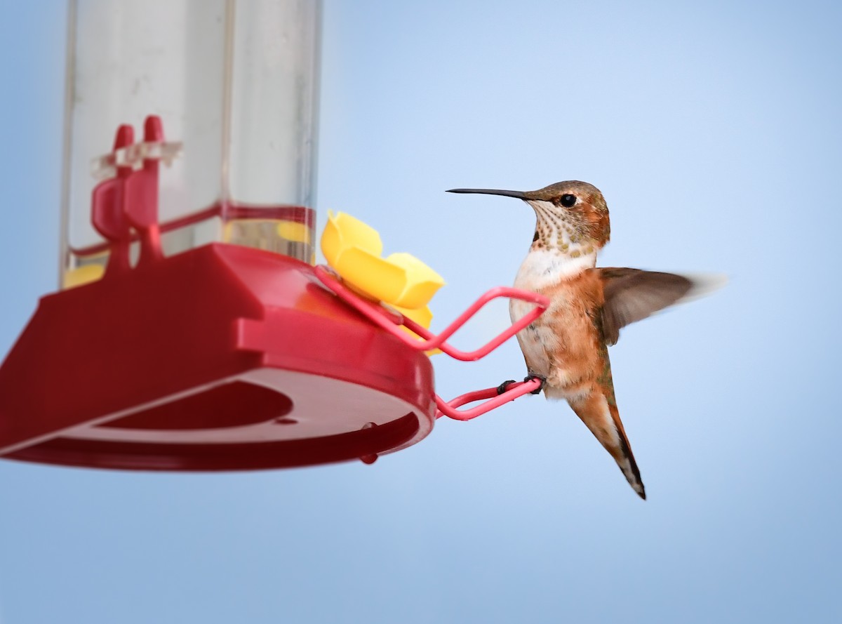 Rufous Hummingbird - ML645754966