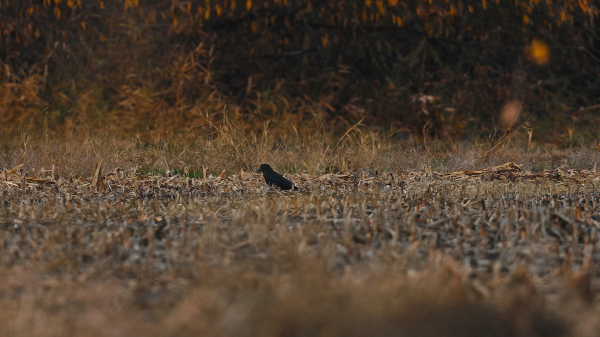 Erroi handia - ML645754968