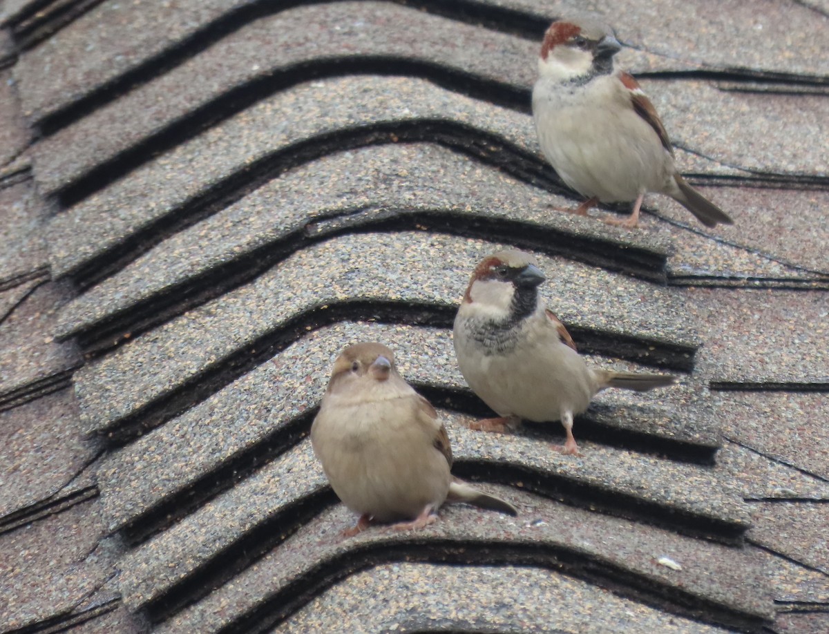 House Sparrow - ML645754975