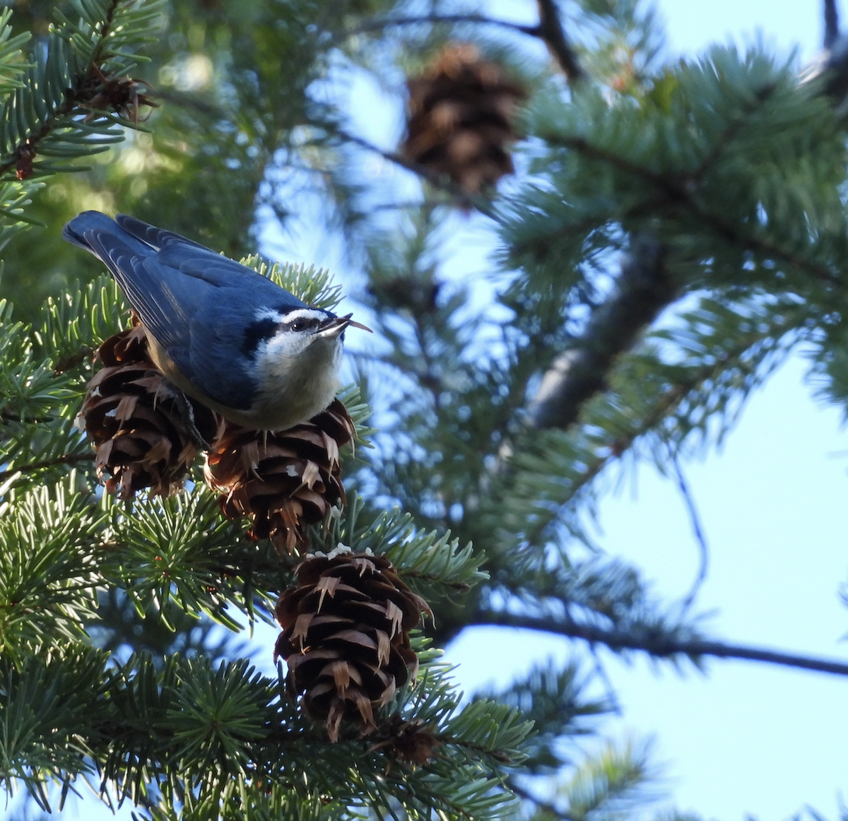Red-breasted Nuthatch - ML645754982