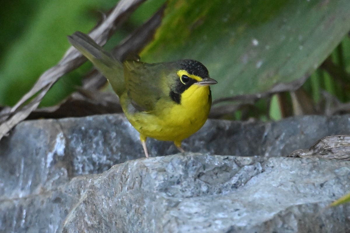 Kentucky Warbler - ML645754983