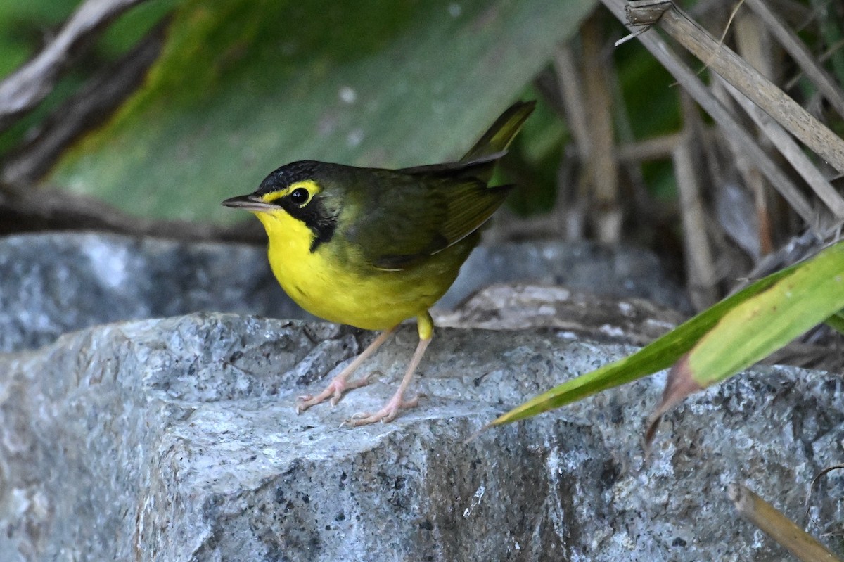 Kentucky Warbler - ML645754985
