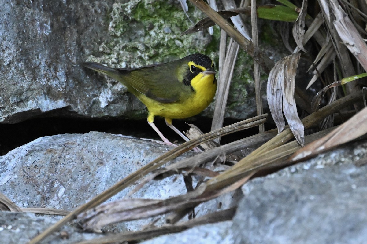 Kentucky Warbler - ML645754986
