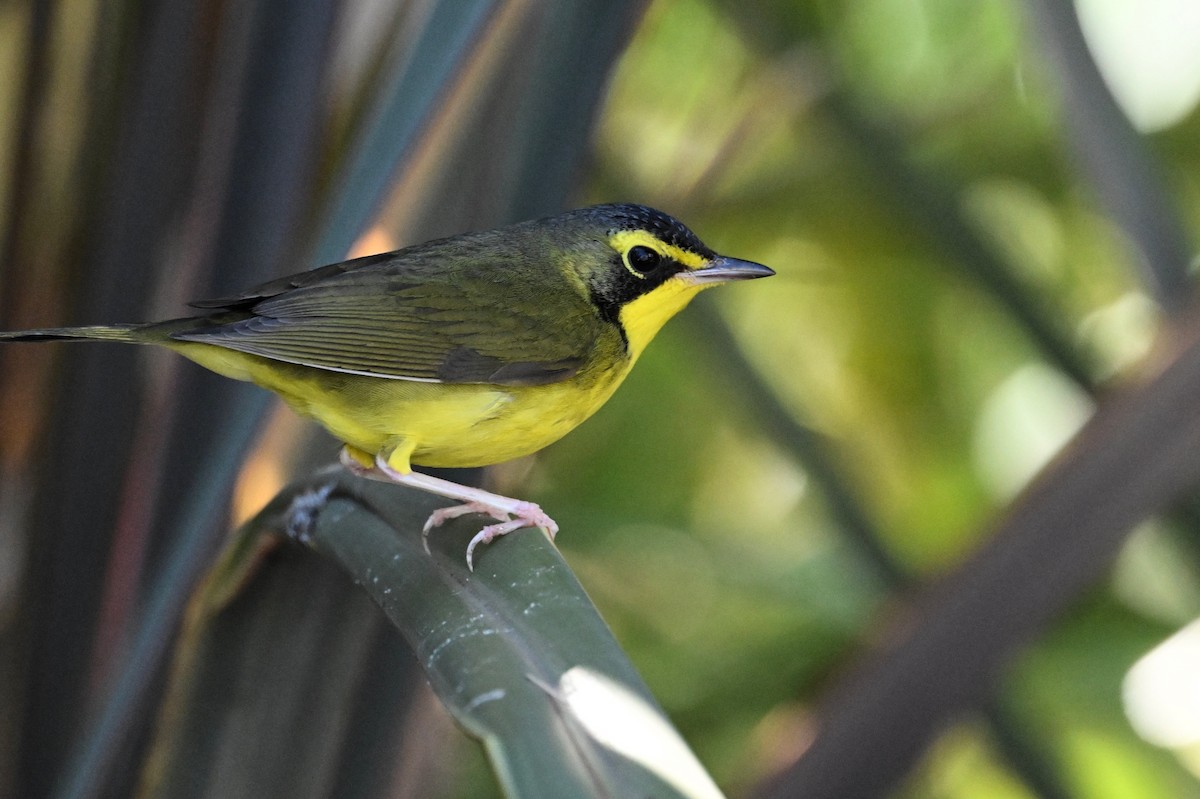 Kentucky Warbler - ML645754987
