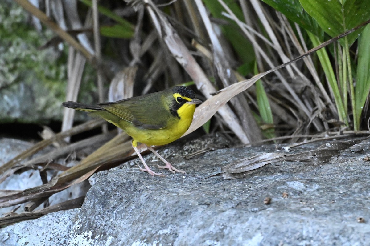 Kentucky Warbler - ML645754988