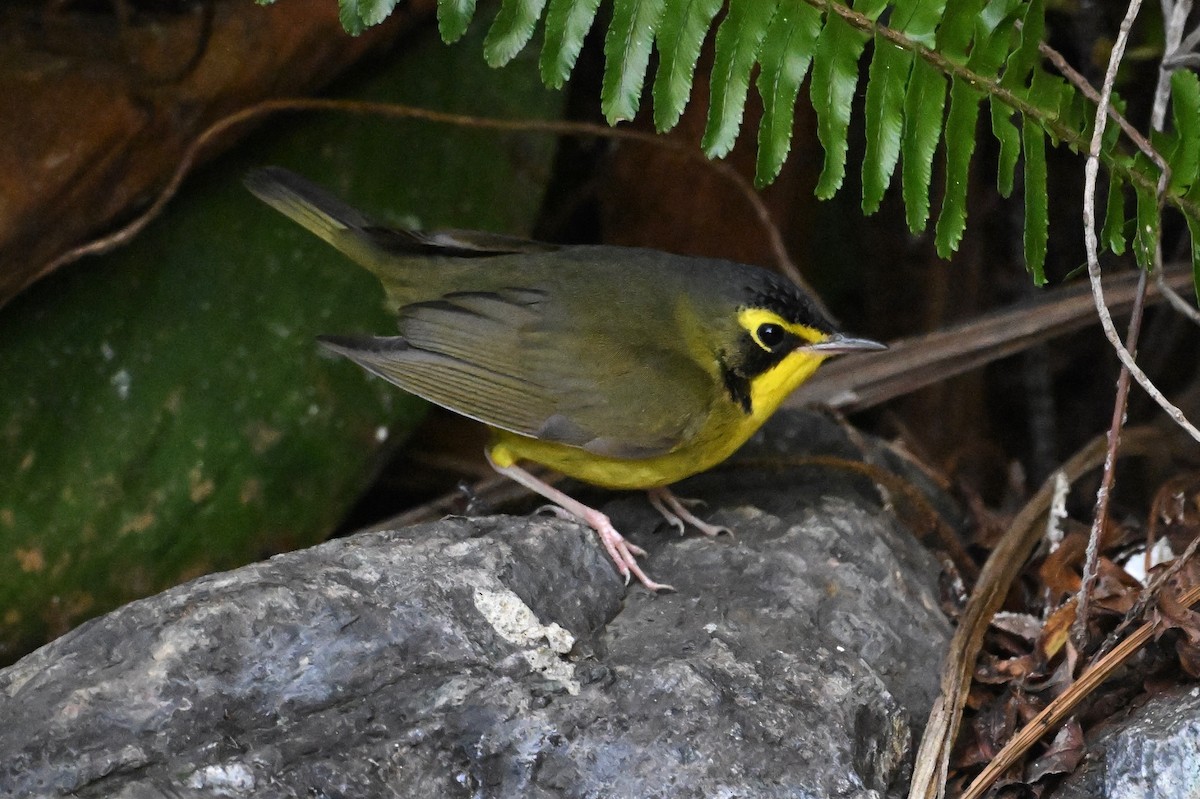 Kentucky Warbler - ML645754989