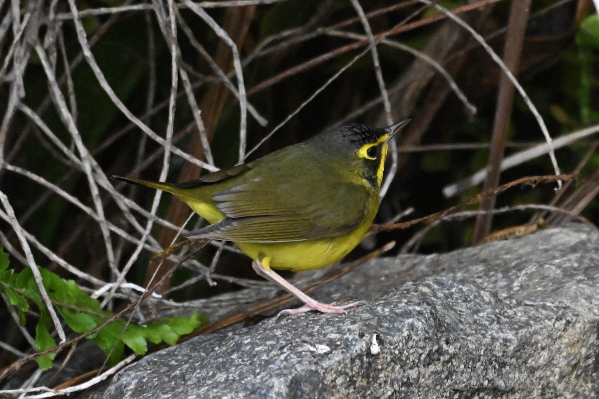 Kentucky Warbler - ML645754990