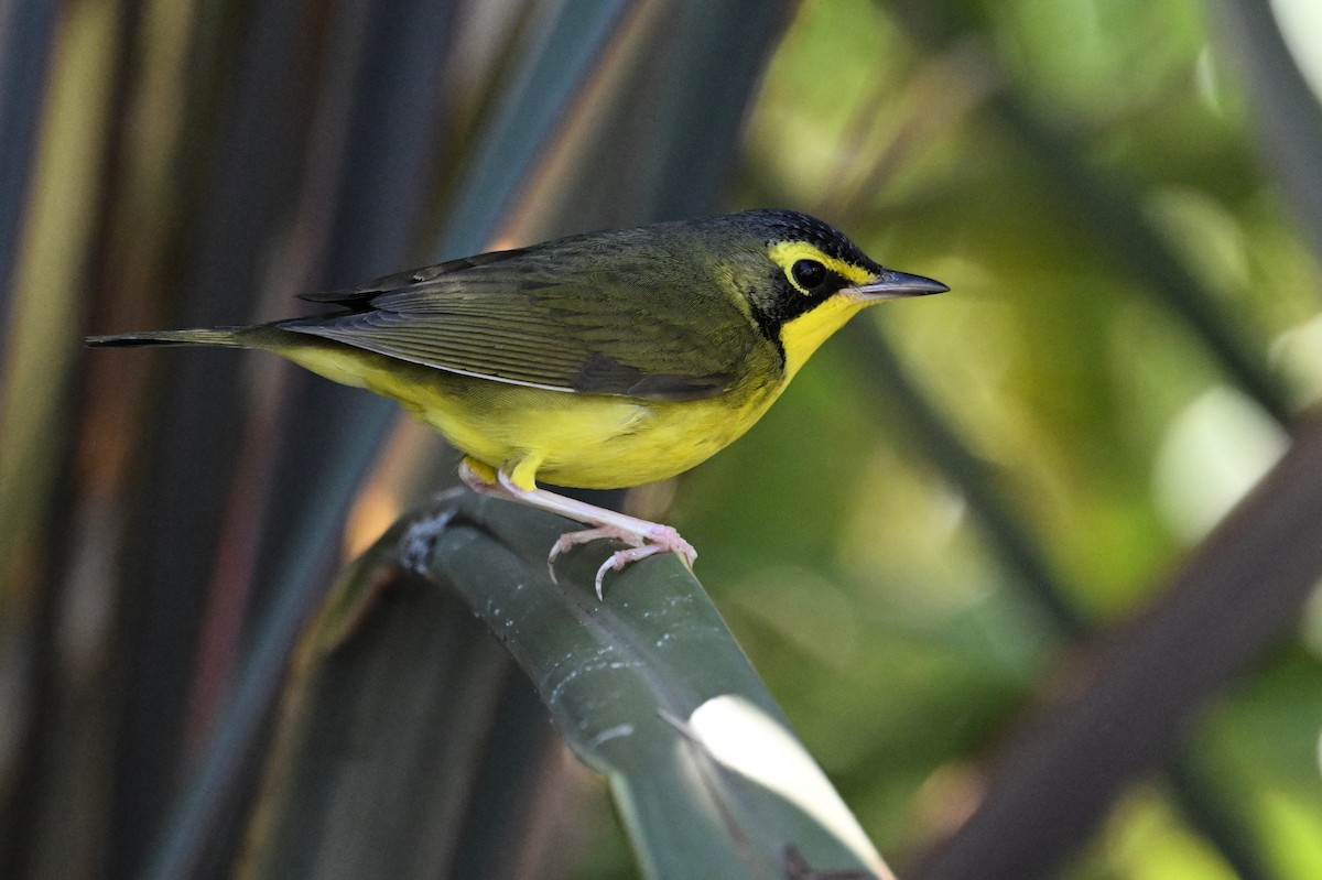 Kentucky Warbler - ML645754993