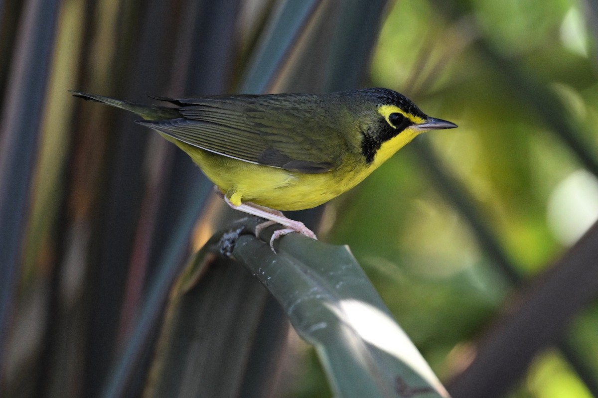 Kentucky Warbler - ML645754995