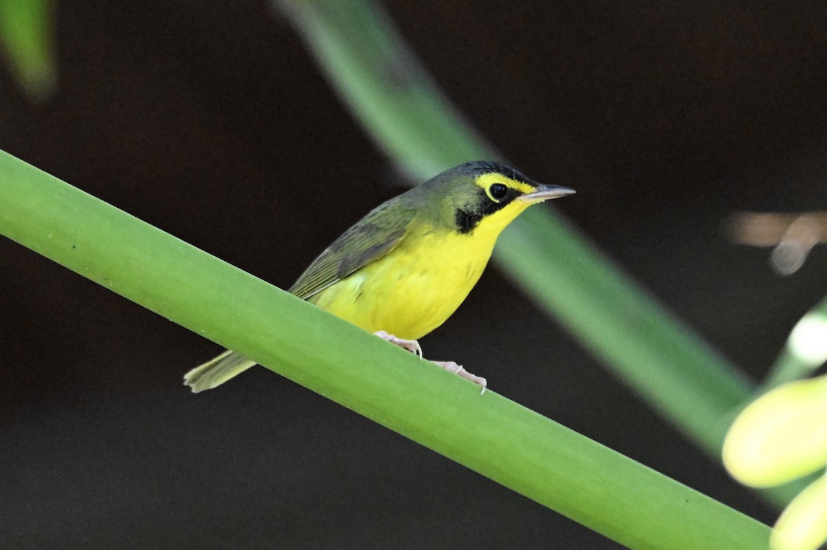 Kentucky Warbler - ML645754997