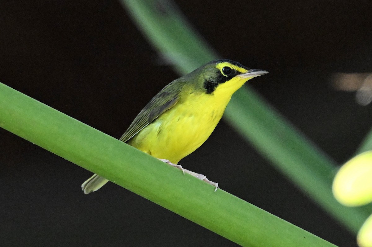 Kentucky Warbler - ML645754998