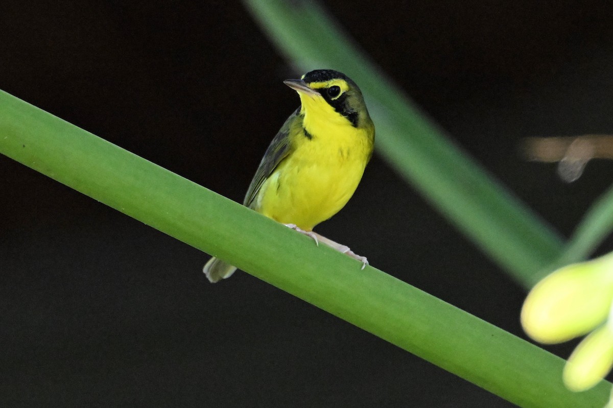 Kentucky Warbler - ML645755001