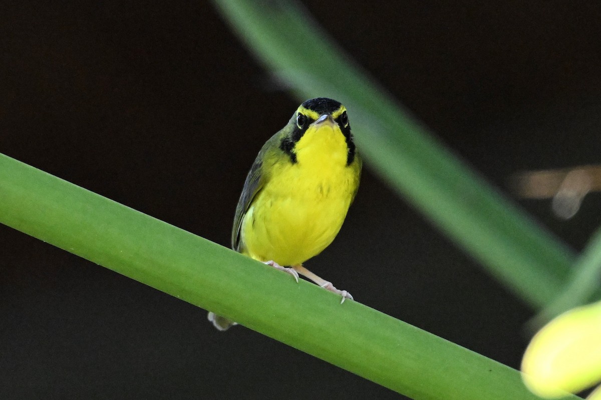 Kentucky Warbler - ML645755002