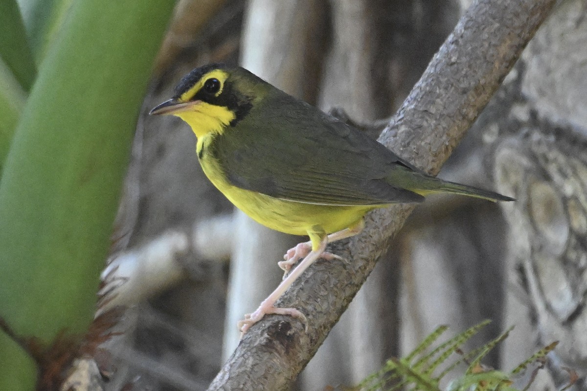 Kentucky Warbler - ML645755004