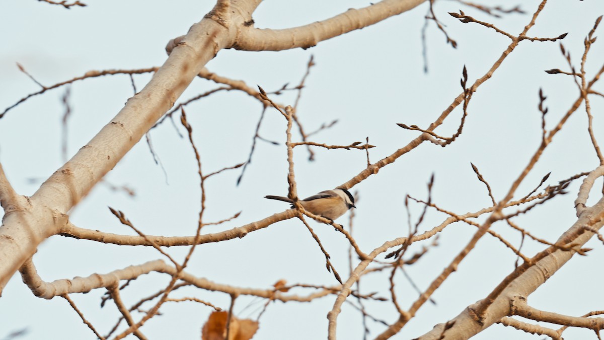 Гаїчка світлокрила - ML645755007