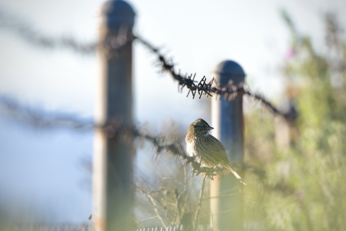 Lincoln's Sparrow - ML645755010