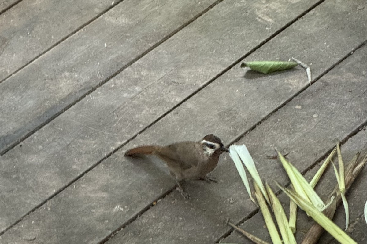 White-browed Laughingthrush - ML645755029