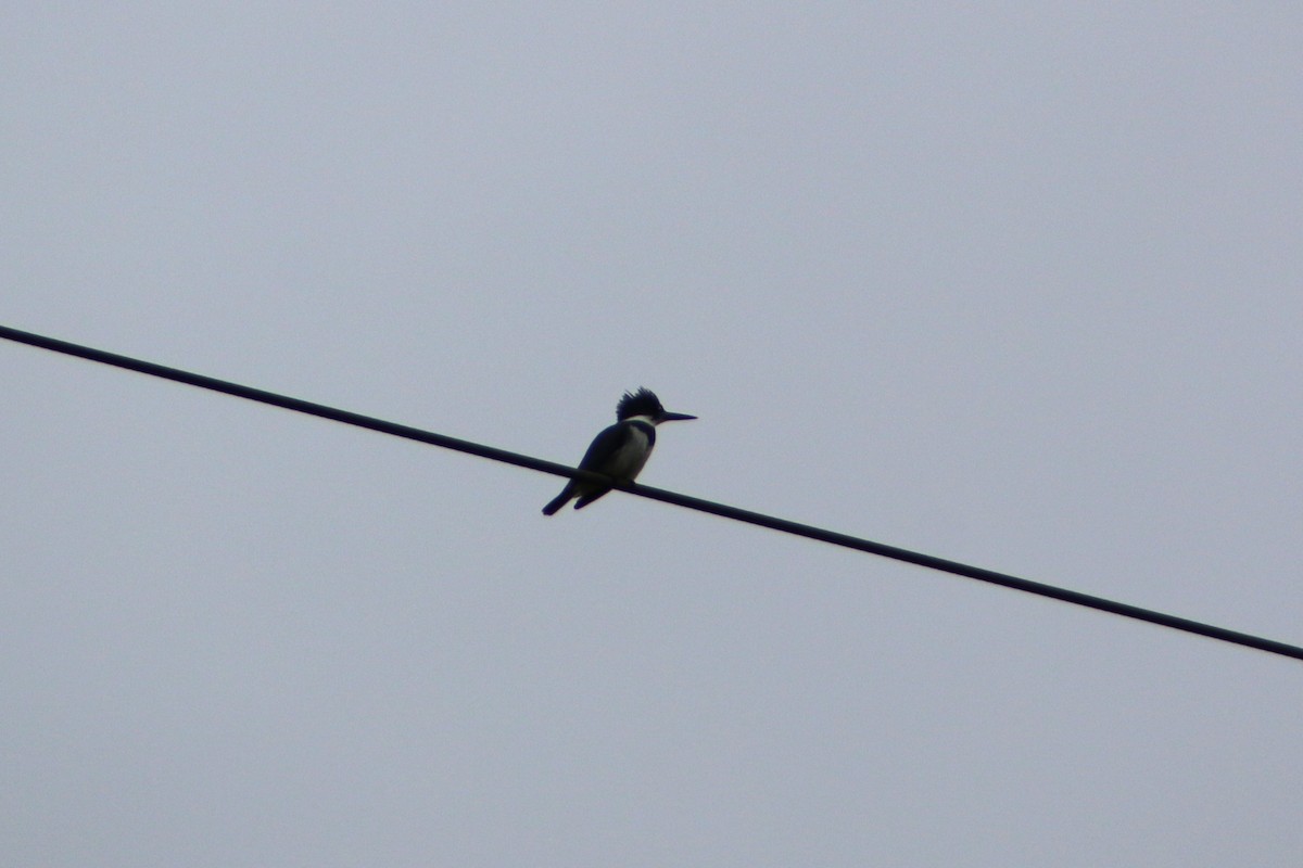Belted Kingfisher - ML645755035