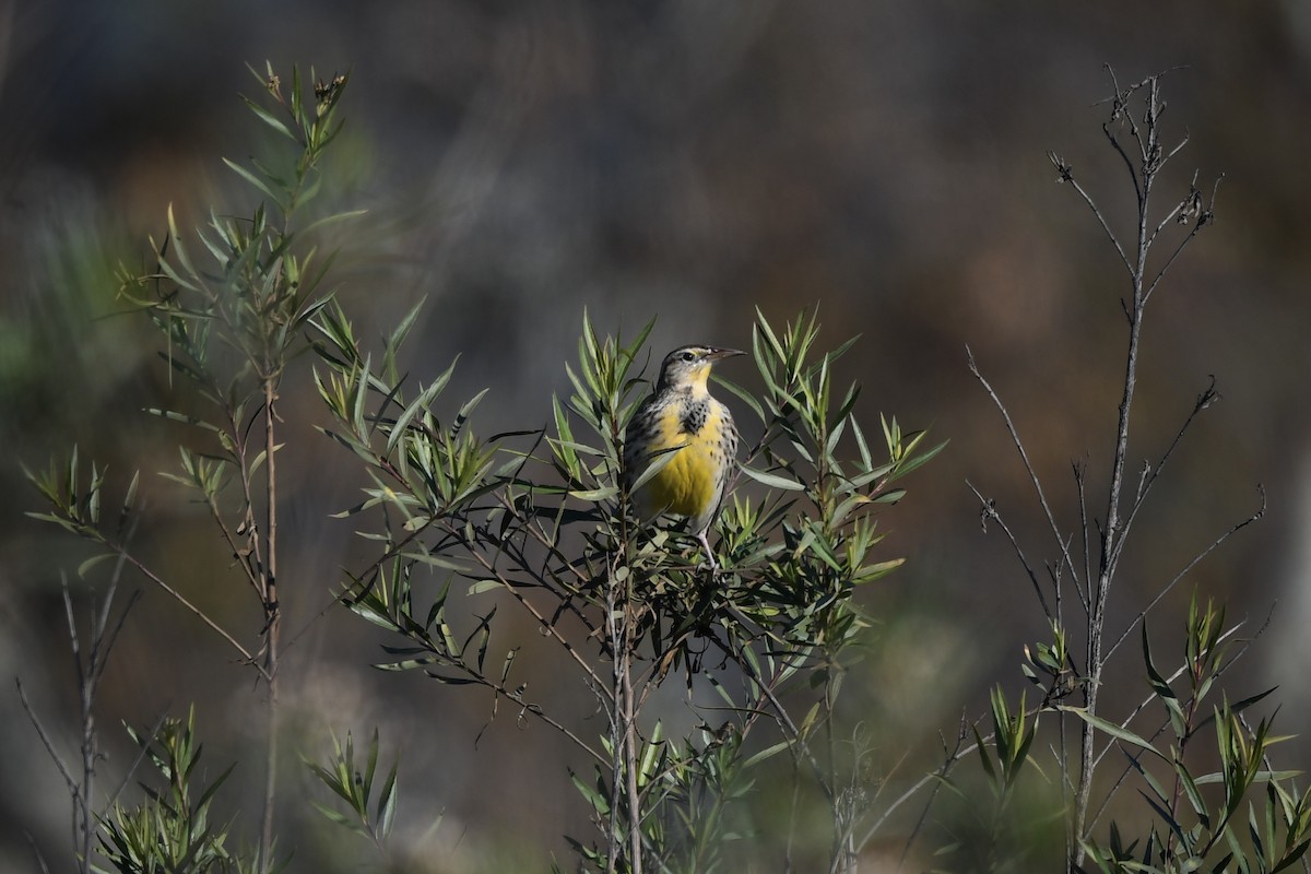 Western Meadowlark - ML645755048