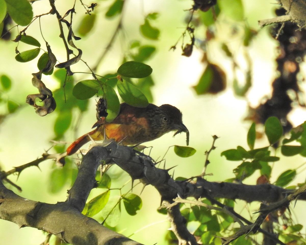 Barred Antshrike - ML645755051