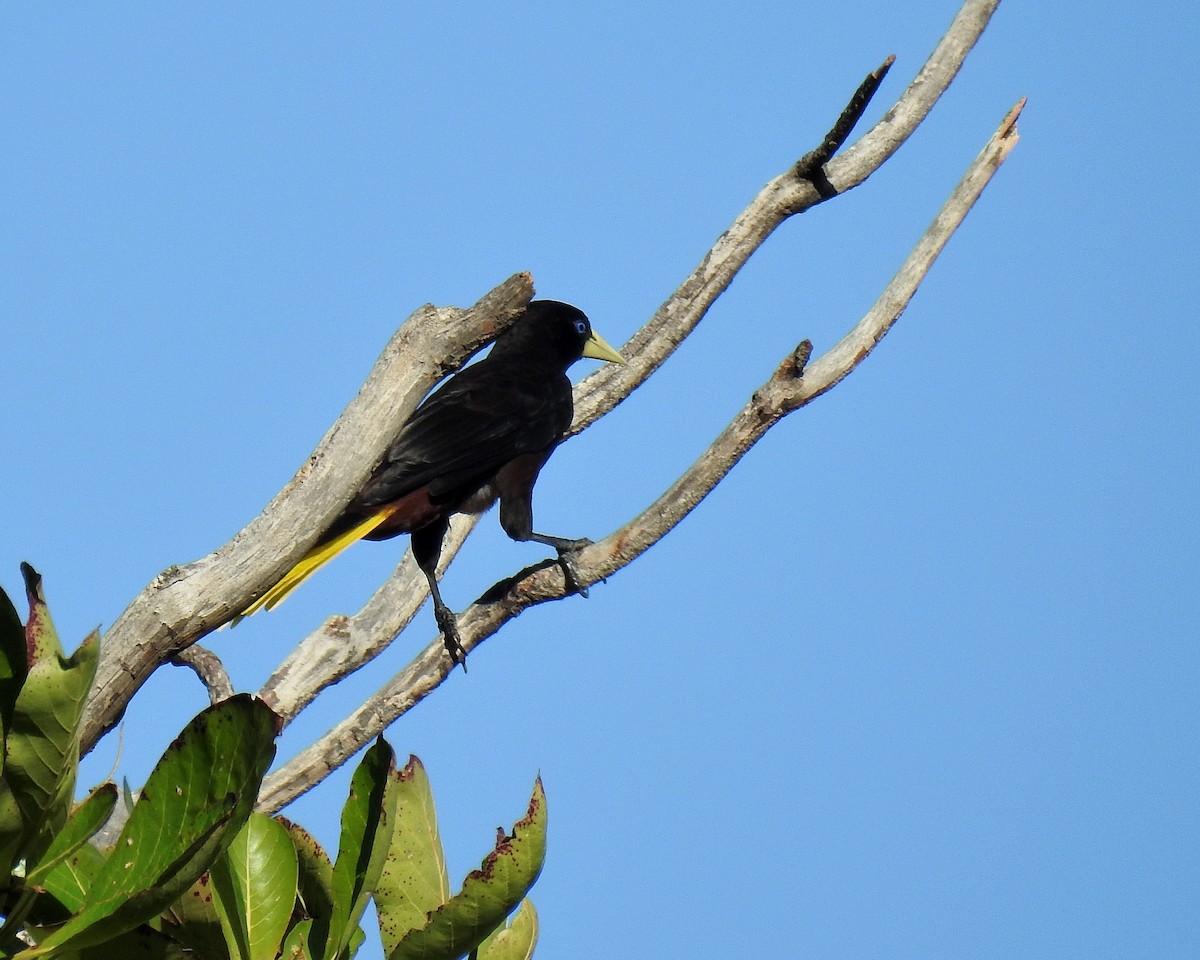 カンムリオオツリスドリ - ML645755064