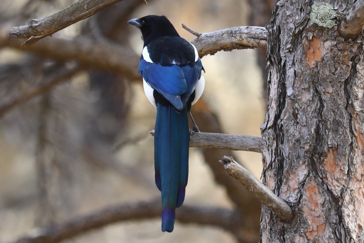 アメリカカササギ - ML645755066