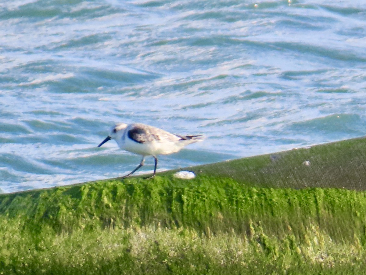 ミユビシギ - ML645755069