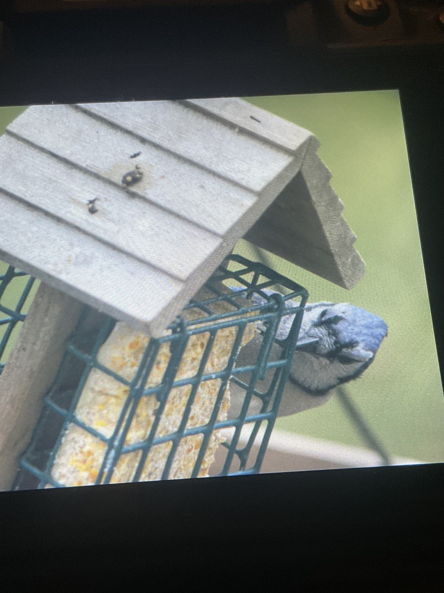 Blue Jay - ML645755070