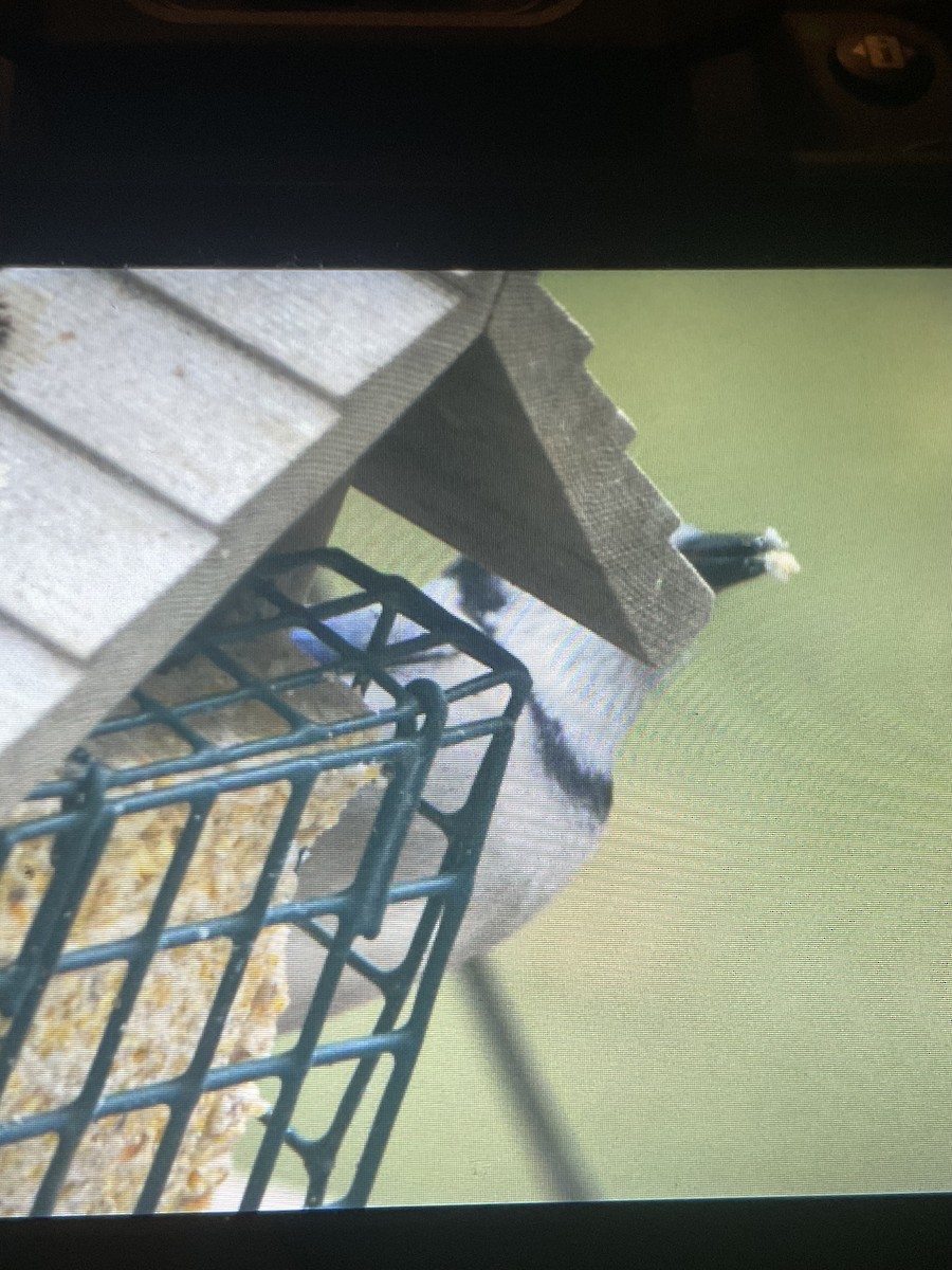 Blue Jay - ML645755071