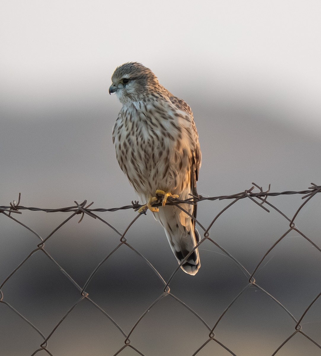 コチョウゲンボウ - ML645755072