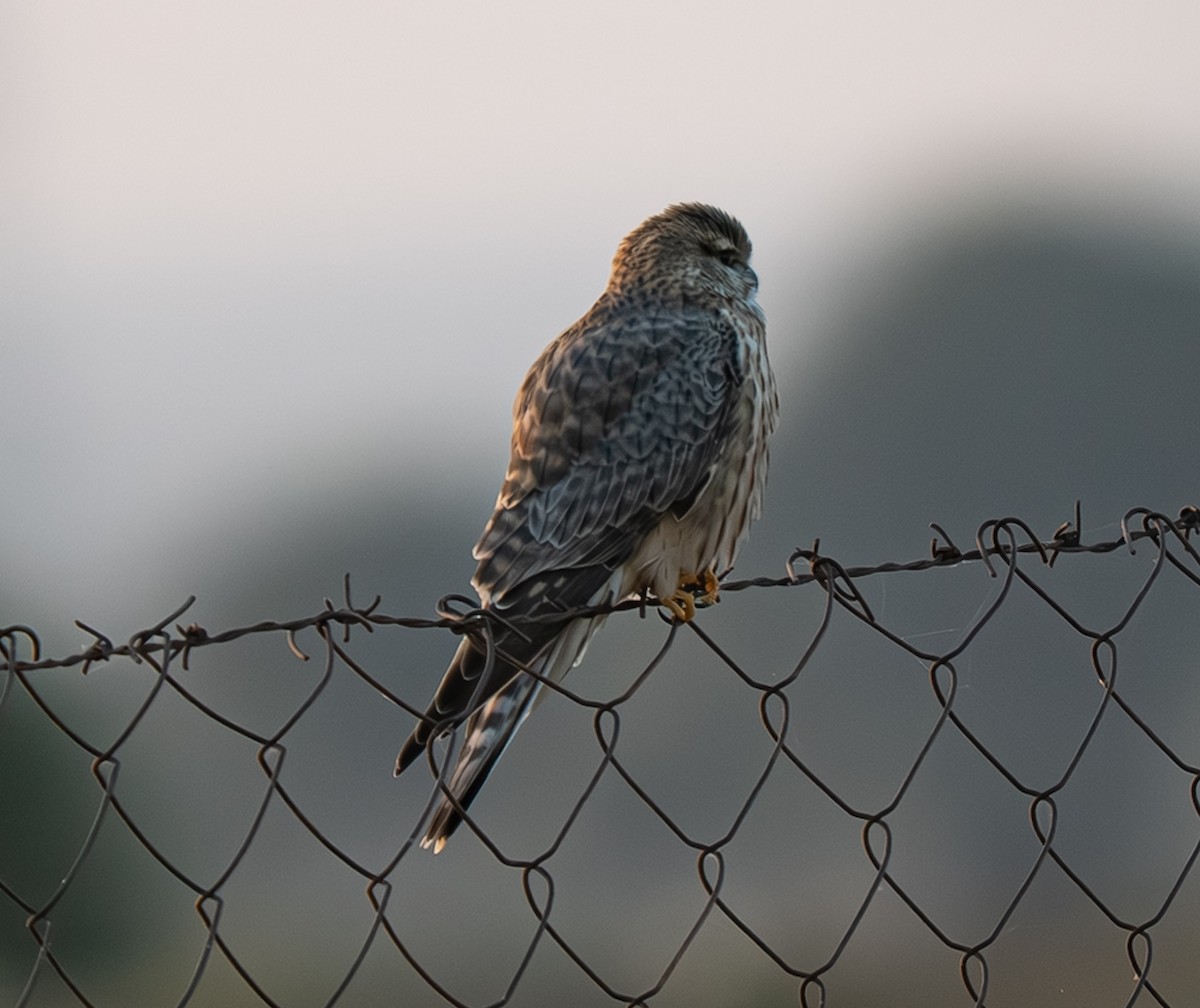 コチョウゲンボウ - ML645755073