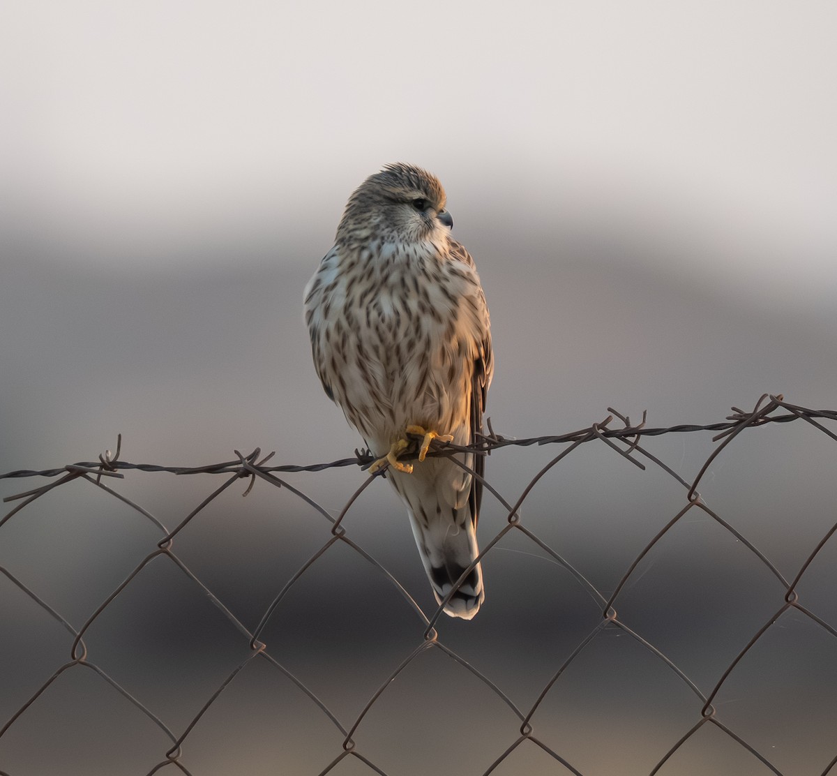 コチョウゲンボウ - ML645755074