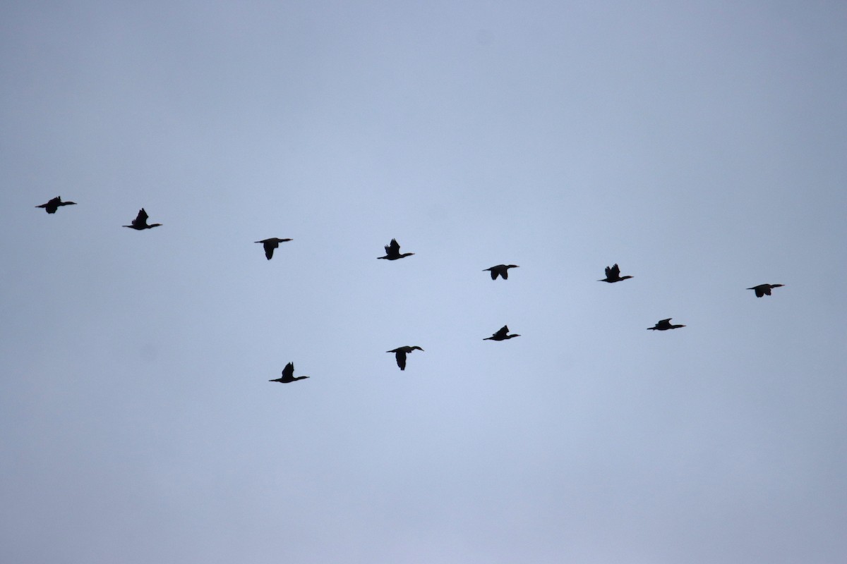 ミミヒメウ - ML645755075