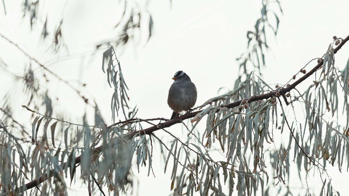 ミヤマシトド - ML645755079