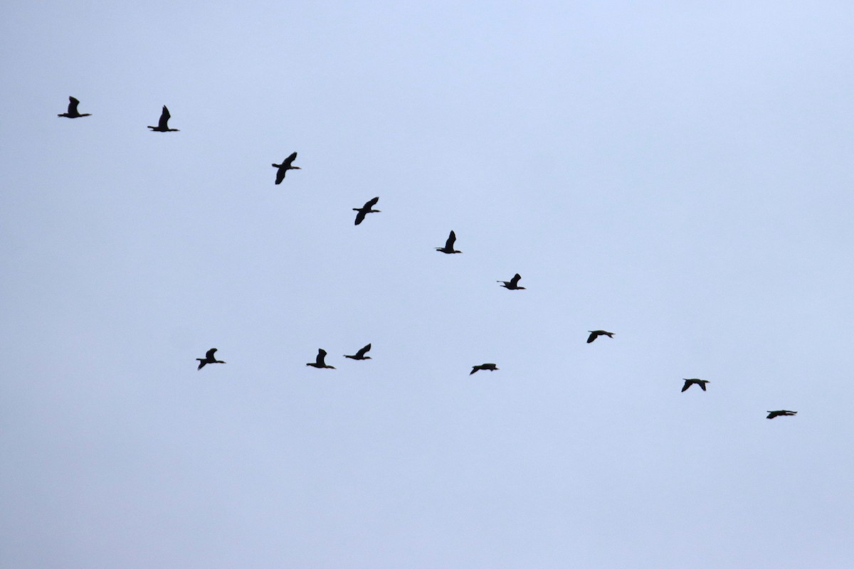 ミミヒメウ - ML645755081