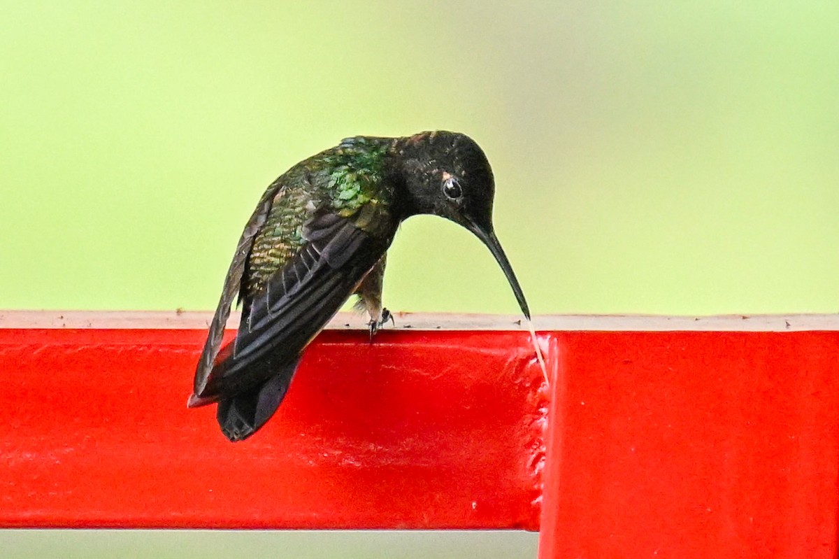 フジイロハチドリ - ML645755082