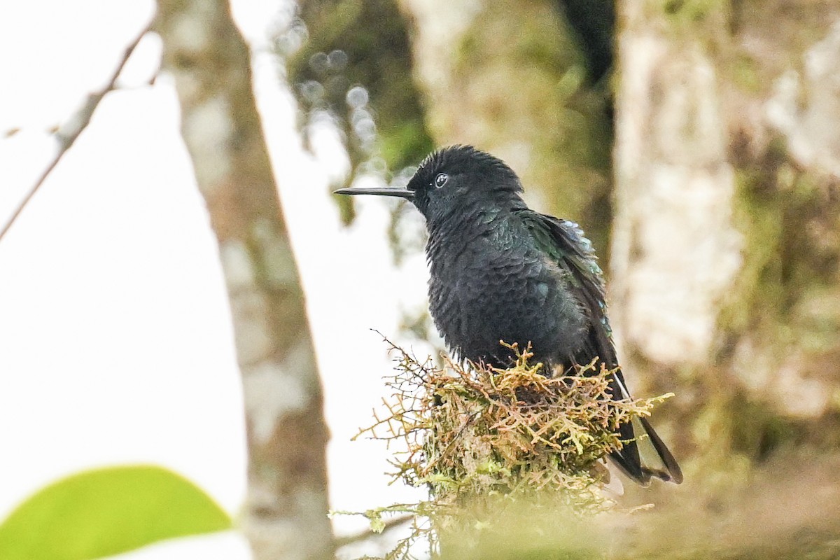 フジイロハチドリ - ML645755083