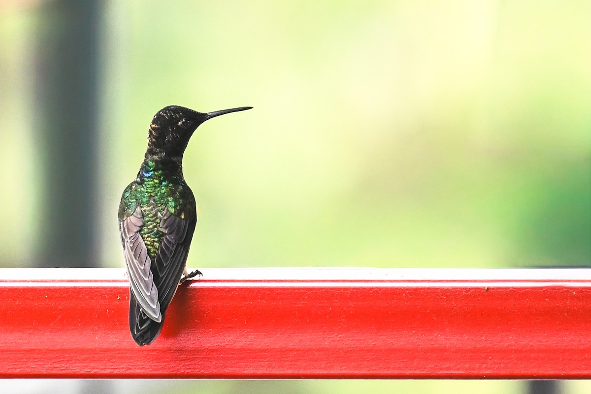 フジイロハチドリ - ML645755084