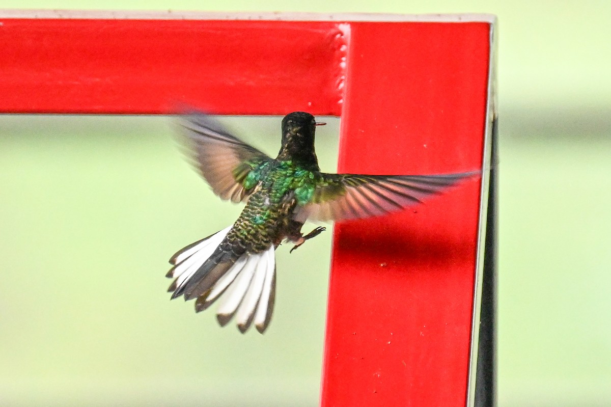 フジイロハチドリ - ML645755085